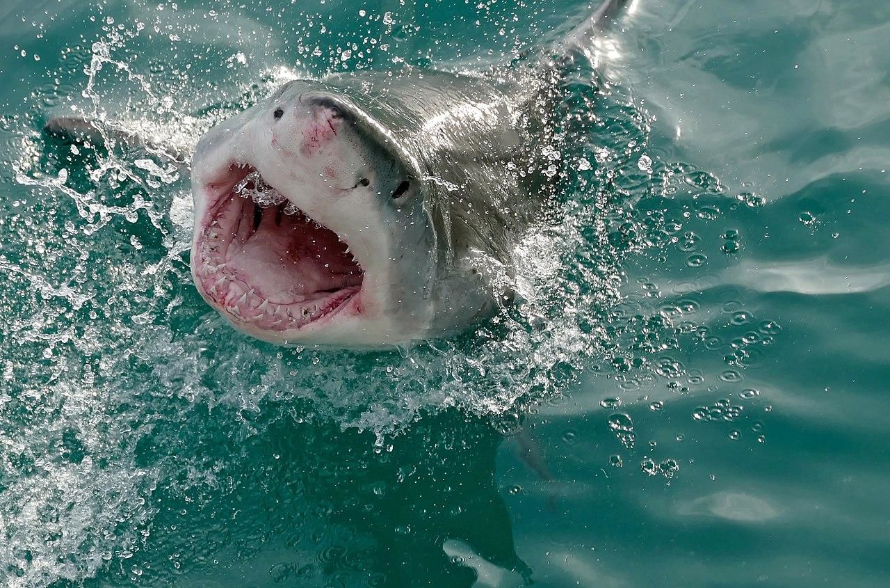 Sharks